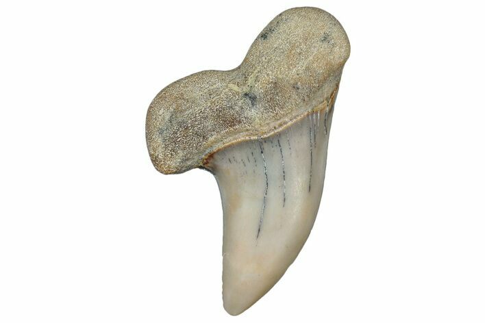 Fossil Shark Tooth (Carcharodon planus) - Bakersfield, CA #306777